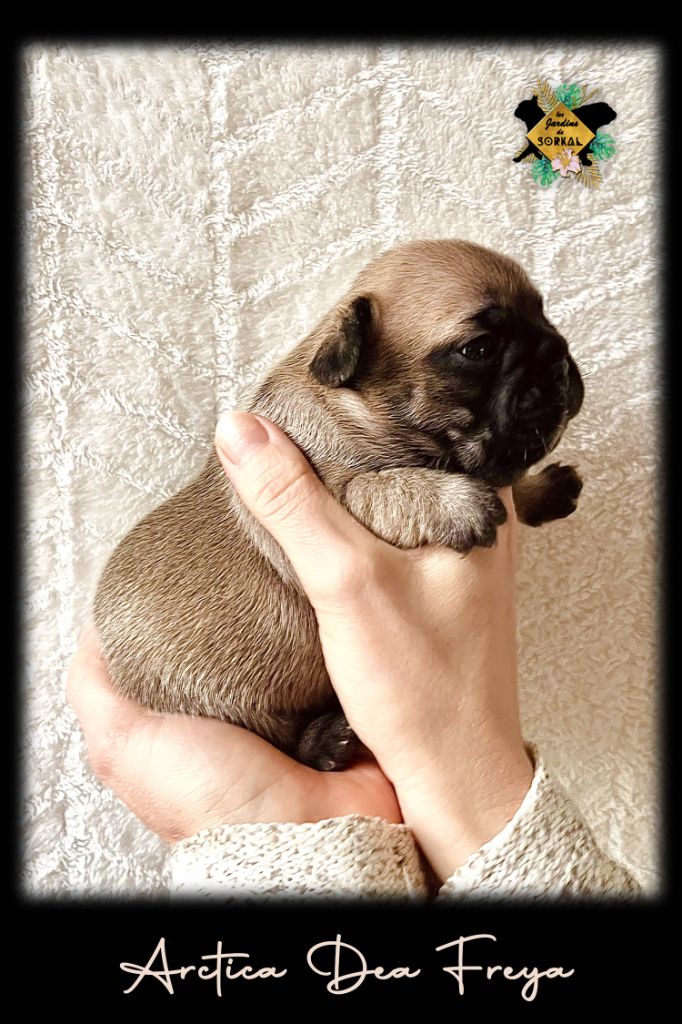 Des Jardins De Sorkal - Chiots disponibles - Bouledogue français