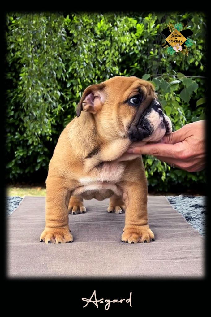 Des Jardins De Sorkal - Chiots disponibles - Bulldog Anglais