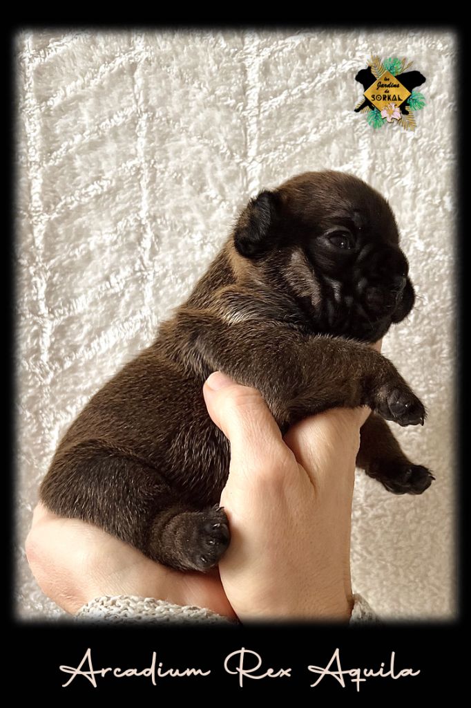 Des Jardins De Sorkal - Chiots disponibles - Bouledogue français