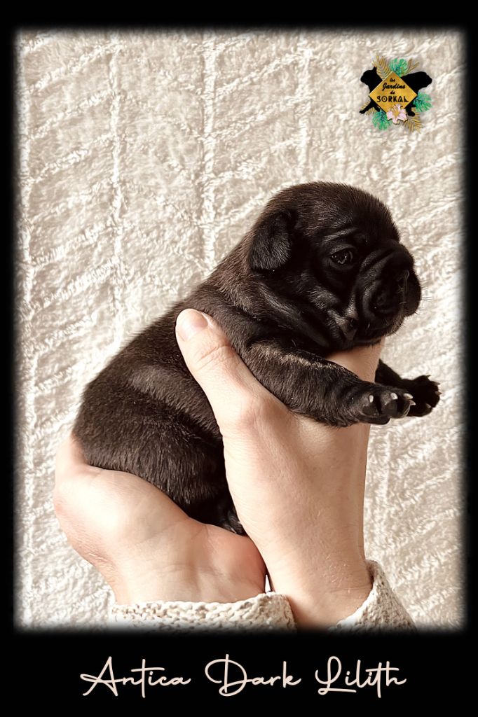 Des Jardins De Sorkal - Chiots disponibles - Bouledogue français